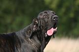 FILA BRASILEIRO 150
